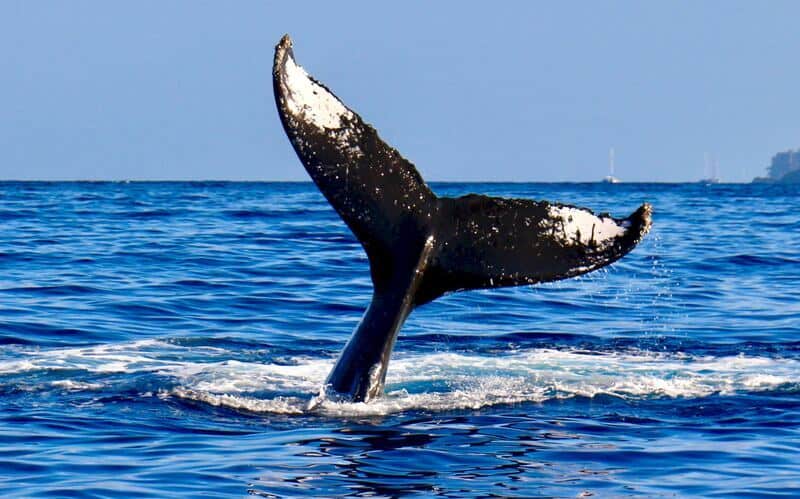 Reykjavík: Pozorování velryb